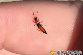 一个宿舍多人中招！小心这种虫图片