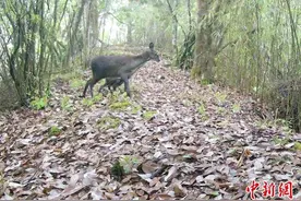 湖北堵河源：林麝母子相依活动画面温馨图片