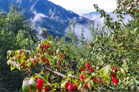 “菌果药”三业并举，河南西峡的绿色致富答卷图片