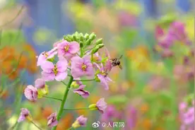 油菜花可以有多少种颜色？图片