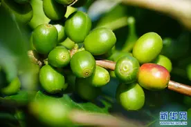 云南思茅：咖啡挂果正当时图片