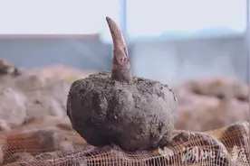 竹溪魔芋:传承千年 一味倾心图片