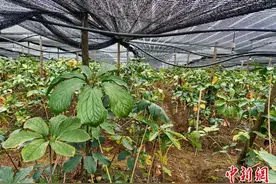 云南文山：农文旅融合加科技兴农  助生物医药产业高质量发展图片