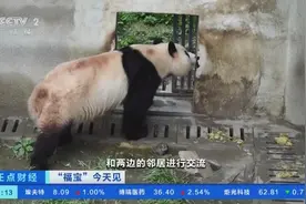 悄悄去串门！大熊猫 “福宝”有了社交圈图片