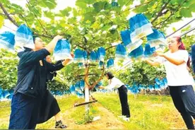 蓬莱：一颗颗小葡萄串起“致富链”图片