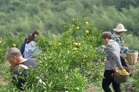 中方县火马塘村：黄金贡柚丰收开园 村民增收致富开颜图片
