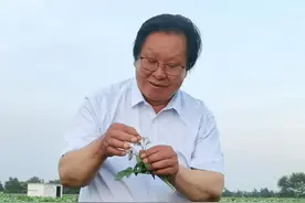 “土豆大王”梁希森逝世，他为中国育出一颗好土豆图片