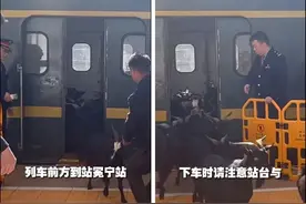 一群羊坐火车的视频火了，背后故事真暖图片