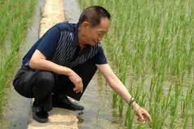风吹稻禾 永远怀念！纪念袁隆平诞辰94周年图片