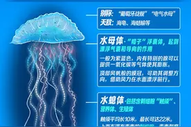 现身海南多处海边并蜇伤游客，美丽的僧帽水母有多毒图片