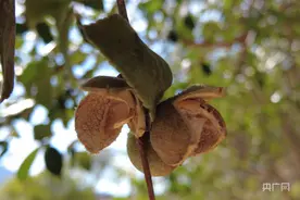 福建闽清：古法榨茶油  飘香传承久图片