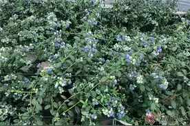 科技助云南蓝莓产业步入高质量发展新赛道图片