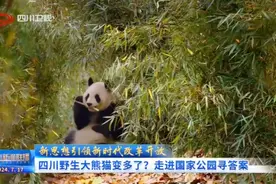 四川新闻联播丨四川野生大熊猫变多了？走进国家公园寻答案图片