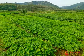 华亭：药香绵延满山坡图片