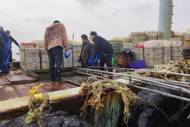 皮皮虾旺发！节后舟山水产交易忙图片