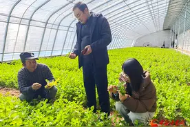 庄浪：蔬菜园里产业旺图片