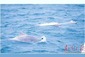 成群中华白海豚畅游雷州湾图片
