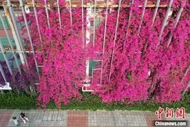 成都一中学围墙被三角梅爬满成“花墙”图片