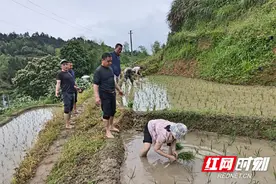 炎陵县沔渡镇：心系帮扶户 插秧耕种忙图片