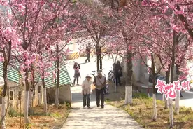 在昆明的春日童话里，与樱花撞个满怀！图片