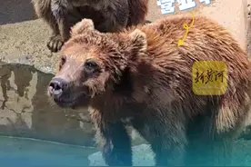 济南野生动物世界的“哼哈二将”走红，网友：给它吃！图片