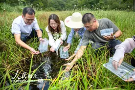 浙江安吉：50尾安吉小鲵放归山林图片