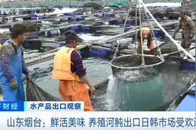 河鲀、牡蛎、虹鳟鱼产销“火热” 我国水产品出口数量同比实现两位数增长图片
