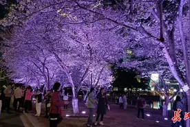 武汉西北湖绿化广场延长亮灯时间：欢迎市民夜赏樱花图片