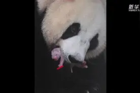 百闻不如一见｜福宝的“亮相日记”图片