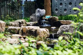 上海这个区的生境花园，有“全市首个”更有“全球典型”图片