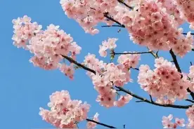 武汉新名片！北上广等多城大咖大赞图片