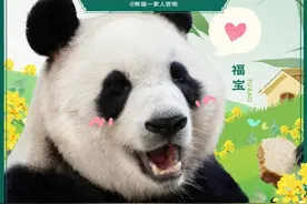 大熊猫福宝归国首秀， 6月12日全球直播见面会图片