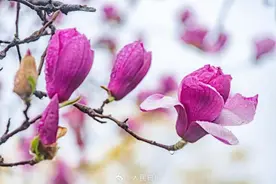 清新！春日玉兰花开了图片