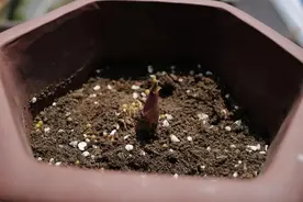 芳菲满园丨小小花成长日记图片