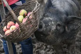炒肉丝 也谈喂猪图片