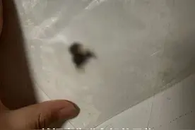 火锅里的“虫影”迷局——南京警方破获一起餐饮行业敲诈勒索案件图片