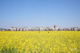 云南秀色｜昆明江尾村：800亩油菜花绽放图片