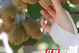 组图｜秋天的第一颗猕猴桃！资阳区迎风桥村“黄金果”待君采撷图片