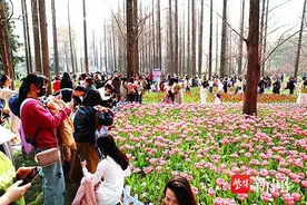 南京中山植物园郁金香绽放图片