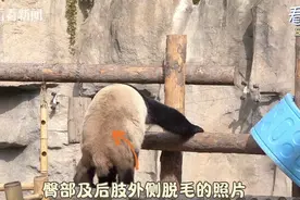 上海野生动物园大熊猫“脱毛”？得了皮肤病？园方最新回应图片