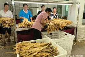 黔西市重新镇：烤烟丰收图片