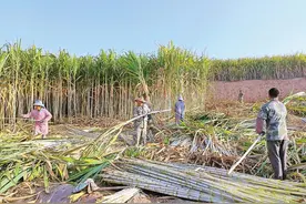 耿马县崩弄村：一根甘蔗甜蜜一个村图片