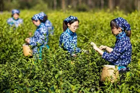 头锅茶出炉！中山陵雨花茶今日开采图片