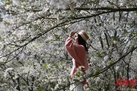 樱花盛放春意浓图片