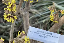 近期爆火！国家植物园的金缕梅开花了图片
