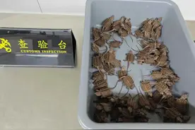 内裤夹层中藏幼年大鳄龟 罗湖海关查获3名旅客走私携带236只活体龟图片