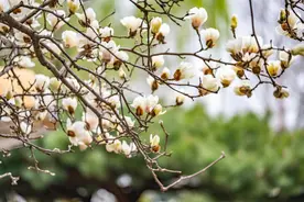 泉城有约：浪漫赏花，邂逅灿烂春光图片