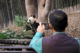 叶子嚼得嘎嘎香 ，姜爷爷是华妮的吃播小助理图片