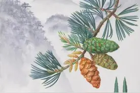 南岭国家公园（拟设）重点保护植物绘画大赛收官图片