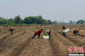 让“冬闲田”变“增收田”  湖南零陵全力推进油菜种植图片